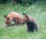 Garden Fox Watch: Intent