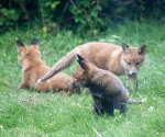 Garden Fox Watch: About to get a surprise