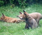 Garden Fox Watch: Licky, licky