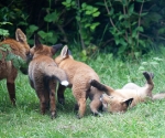 Garden Fox Watch: what about meeee?
