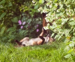 Garden Fox Watch: Blurry belly