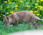 Garden Fox Watch: Checking the pond