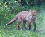 Garden Fox Watch: Alert