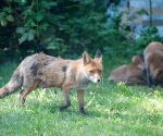 Garden Fox Watch: Mum and the pile of cubs