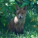Garden Fox Watch: Tongue 1
