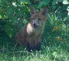 Garden Fox Watch: Tongue 2