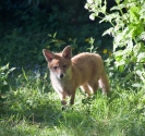 Garden Fox Watch: Enjoying the evening sun