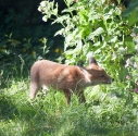 Garden Fox Watch: Smell the flowers