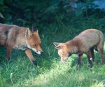 Garden Fox Watch: Mum and cub
