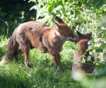 Garden Fox Watch: A word in your ear...