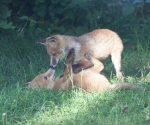 Garden Fox Watch: We must stop meeting like this