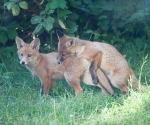 Garden Fox Watch: I hear this is the tastiest bit