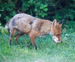 Garden Fox Watch: Just say cheese