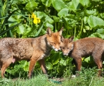 Garden Fox Watch: Mum and cub