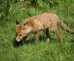 Garden Fox Watch: Investigation