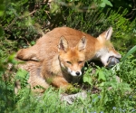 Garden Fox Watch: Nom nom nom