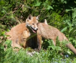 Garden Fox Watch: The amazing two-headed fox