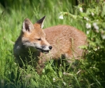 Garden Fox Watch: Making time to chew the grass