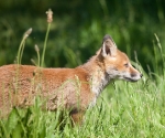 Garden Fox Watch: Profile