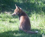 Garden Fox Watch: Thoughtful