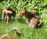 Garden Fox Watch: The family
