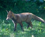 Garden Fox Watch: Intent