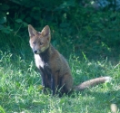 Garden Fox Watch: On a summer\'s evening