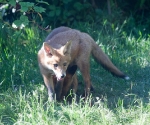Garden Fox Watch: One above...