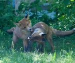 Garden Fox Watch: A different view of the world