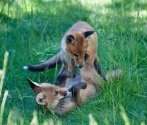 Garden Fox Watch: Rolling home