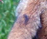 Garden Fox Watch: Tail close-up