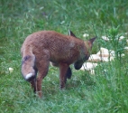 Garden Fox Watch: Tail in context