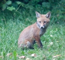 Garden Fox Watch: On the alert