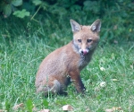 Garden Fox Watch: Training to be Gene Simmons