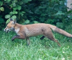 Garden Fox Watch: I have no idea what he\'s carrying