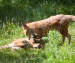Garden Fox Watch: Don\'t tread on me