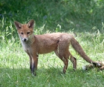 Garden Fox Watch: Study in russet