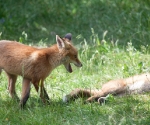 Garden Fox Watch: I win!