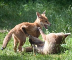Garden Fox Watch: And this is the spinning leg kick