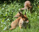 Garden Fox Watch: Mum is a pillow