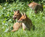 Garden Fox Watch: Gossip