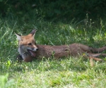 Garden Fox Watch: It\'s all too much for me
