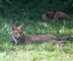 Garden Fox Watch: Flopped fox