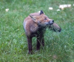 Garden Fox Watch: Fixated