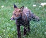 Garden Fox Watch: All the colours of a fox