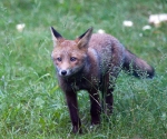 Garden Fox Watch: Staring