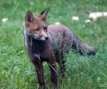 Garden Fox Watch: Such pretty eyes