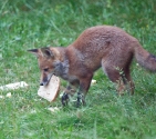Garden Fox Watch: Bread