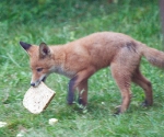 Garden Fox Watch: Making off