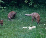 Garden Fox Watch: The gang\'s all here